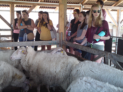 Students standing next to sheep while participating in the Global Food Challenge Course in Prague, Czech Republic.
