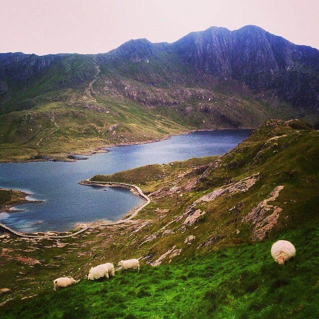 Snowdonia National Park in Wales, with mountains and a lake in the background and sheep grazing in the foreground.