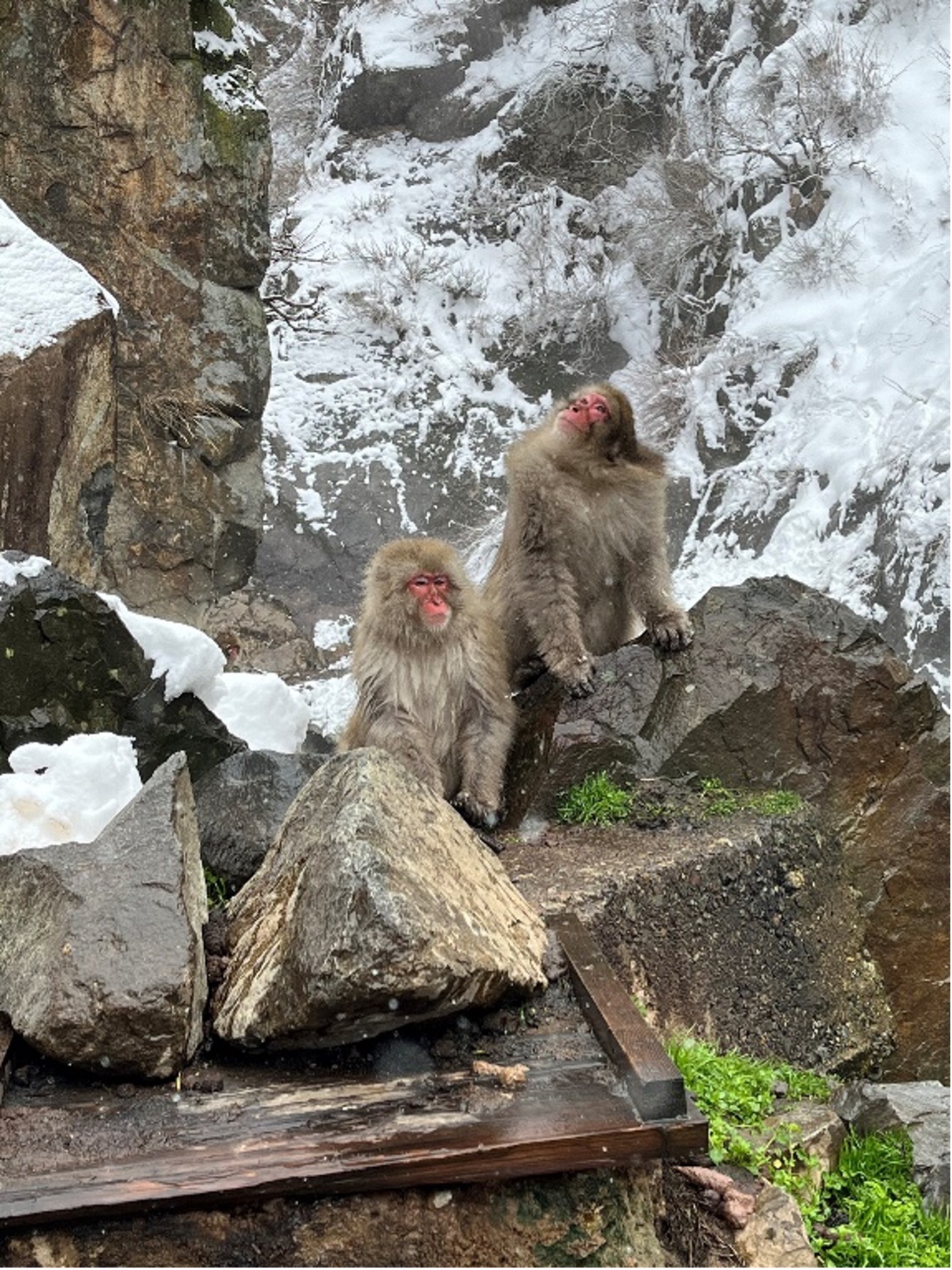 Two monkeys sitting on rocks at the Jigokudani Yaen Koen (Snow Monkey Park) in Yudanaka, Japan.