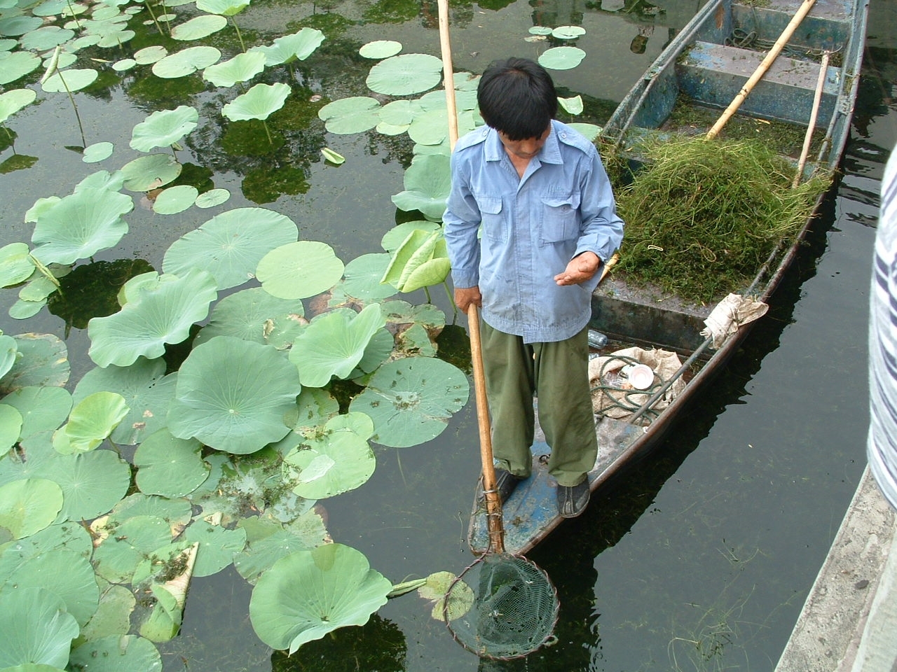 A local man on a traditional boat on the river surrounded by water lily pads in Chengdu, China.
