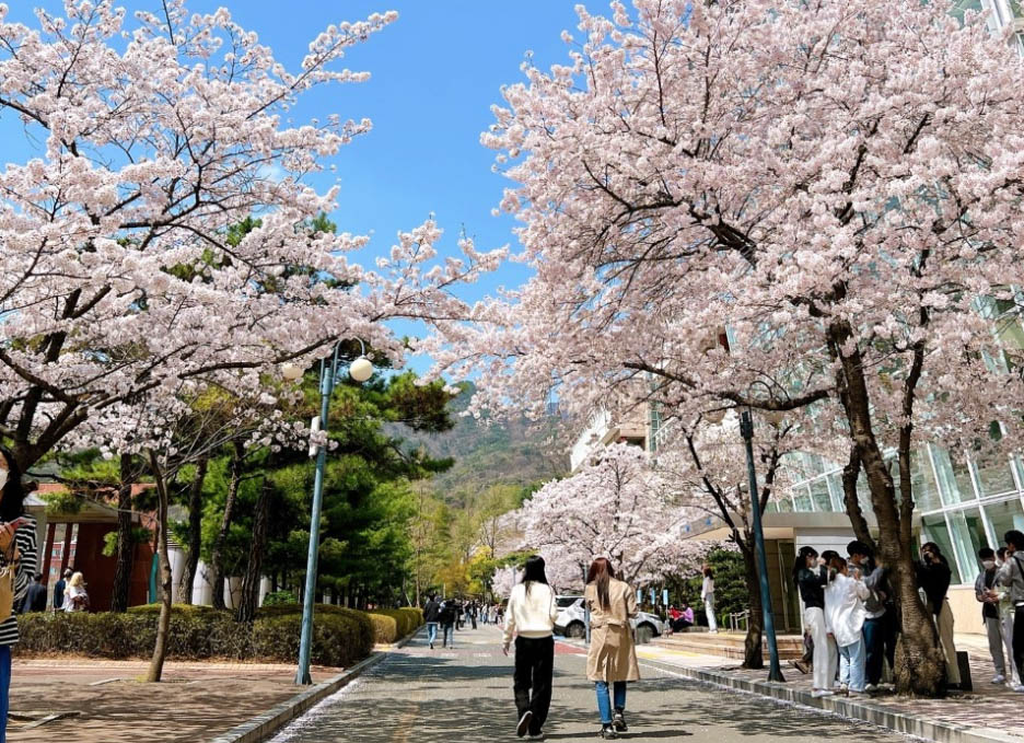 Cherry blossom trees at Kookmin University in Seoul, Korea.