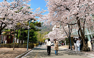 Cherry blossom trees at Kookmin University in Seoul, Korea.